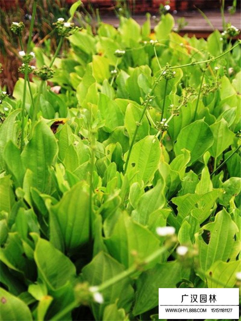 水草批发行业的最新趋势与市场概况