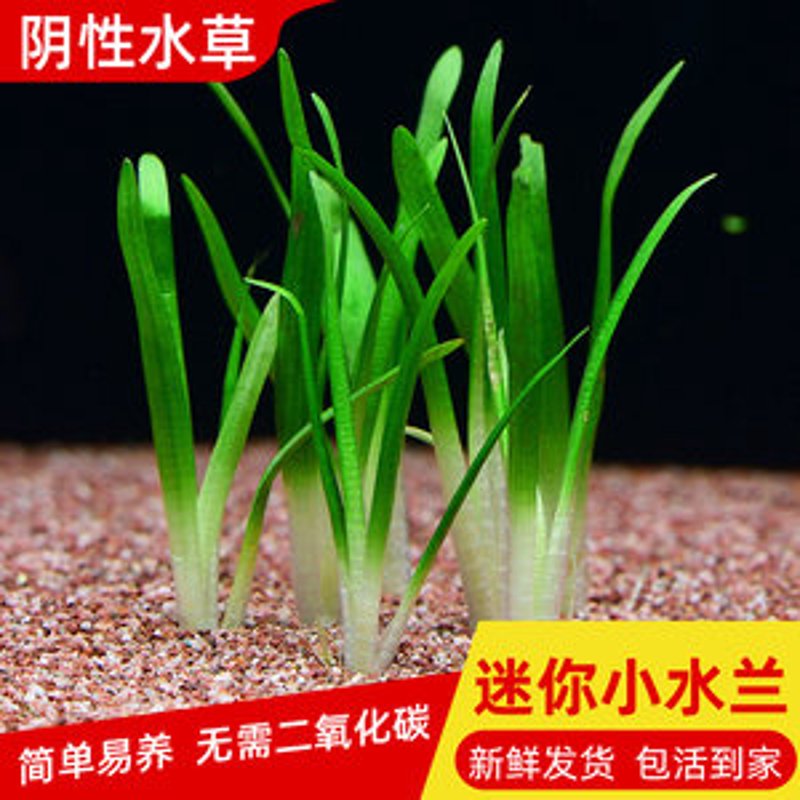 水草批发