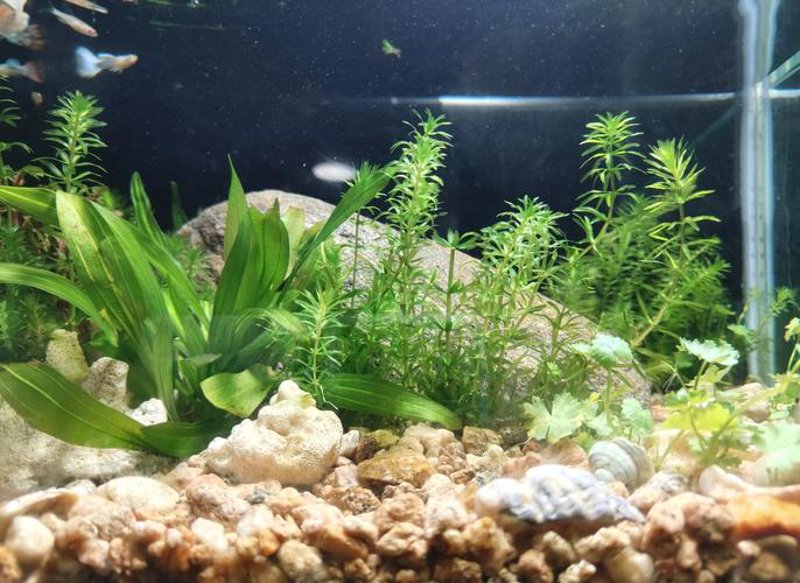 水草种植技术的新趋势