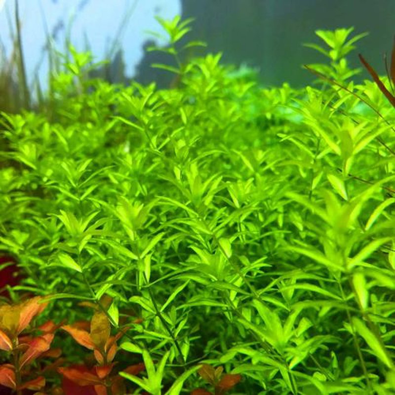 智能生活，从水族馆开始——浅谈水族智能控制器的崛起与应用