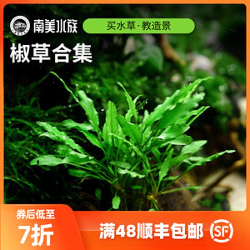 水族智能控制器：打造高品质鱼缸的秘密武器