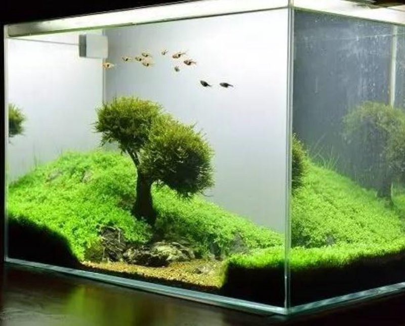智能水族智能控制器引领未来海洋牧场革命