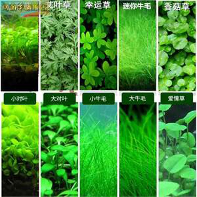 打造梦幻水族馆：鱼缸造景选购指南