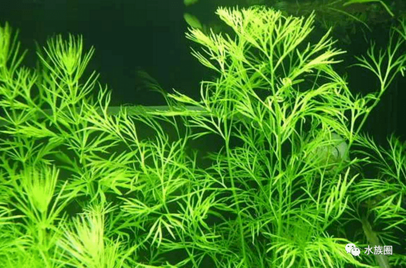 观赏水草