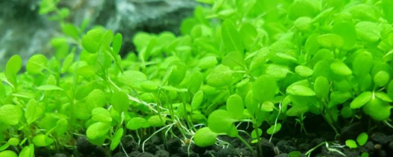水草种植：打造自然生态鱼缸的新潮流