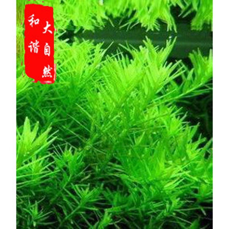 水草在线购买