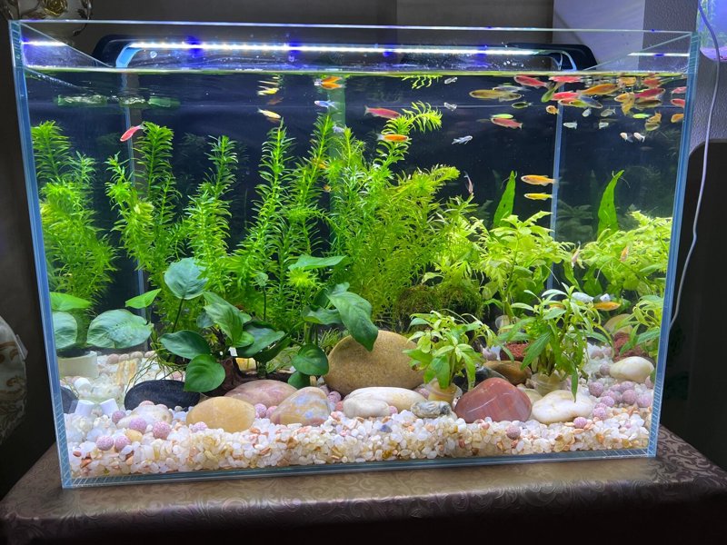 水草市场趋势观察：批发行业的新机遇
