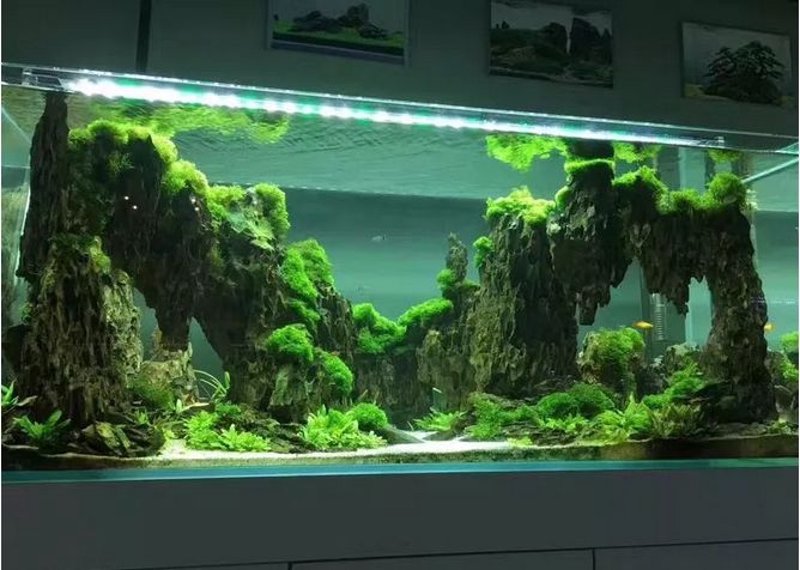鱼缸造景:打造迷你海洋世界的艺术