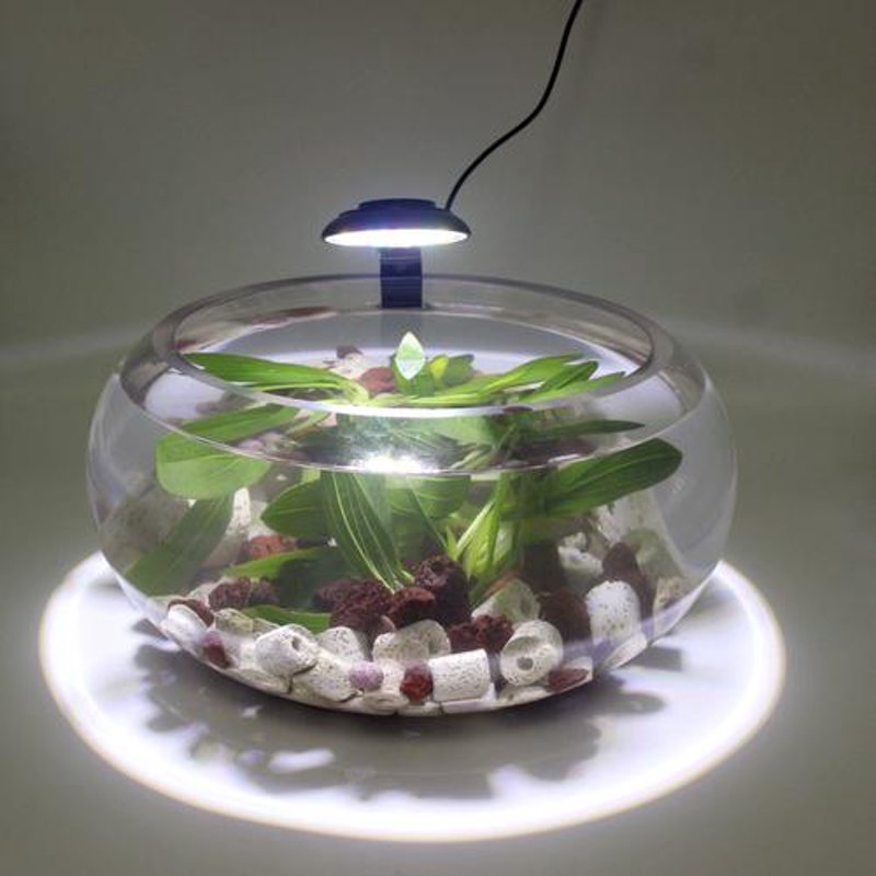 水草种植选购指南：打造独特水域生态