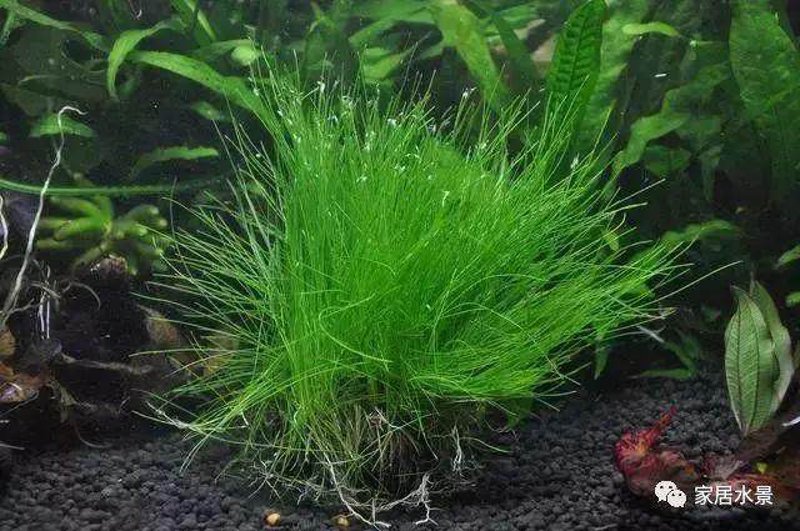 水草种植