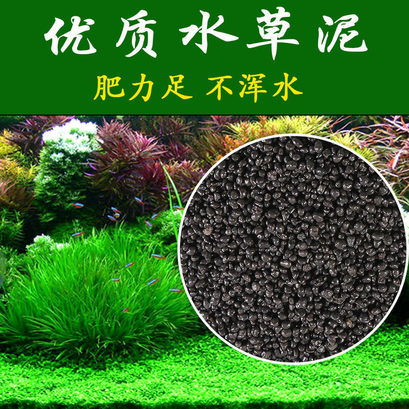 水草之美,生态园艺的新风尚