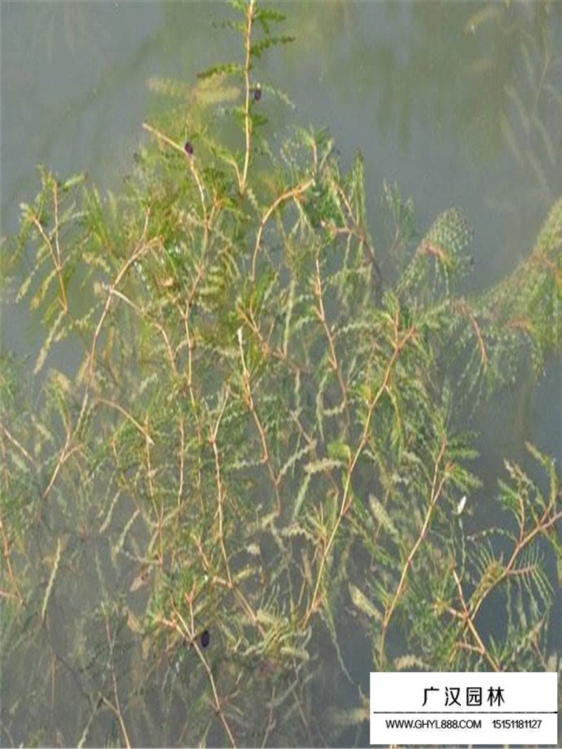 沭阳水草