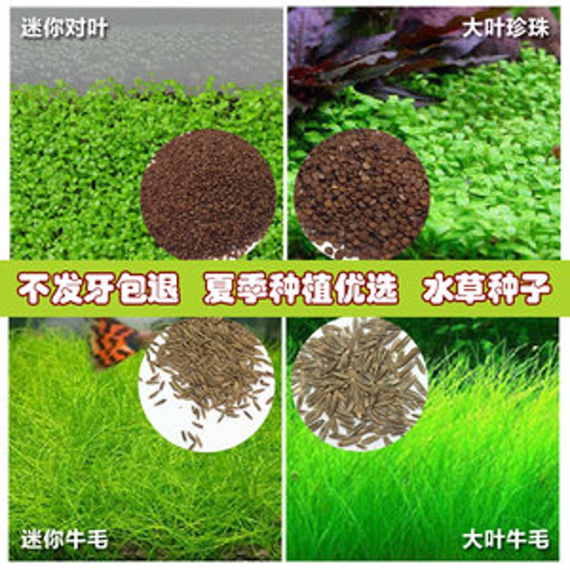 水草种子