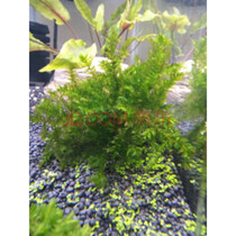 鱼缸造景：打造独特水下景观的艺术
