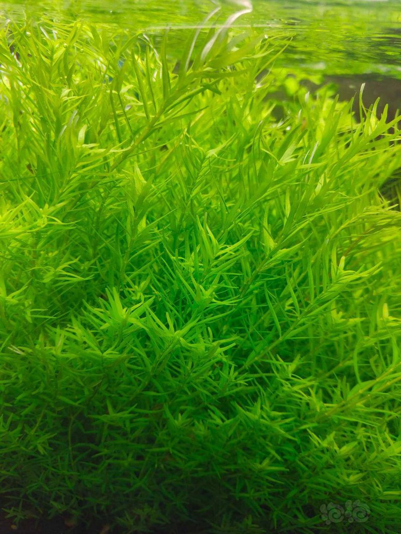鱼缸造景：打造个性化的水下仙境